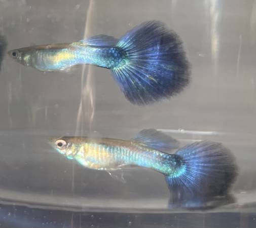 Blue Diamond guppy