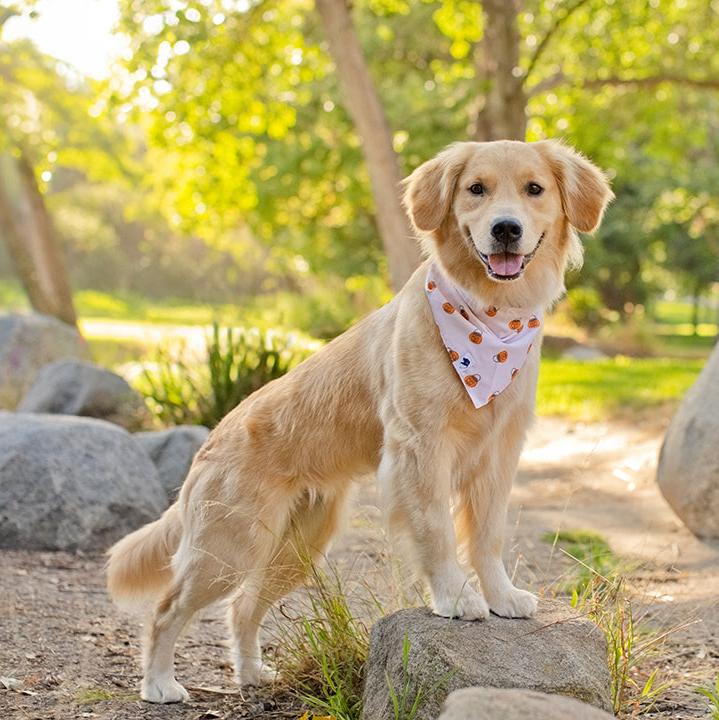 Oh Pumpkin Dog Bandana