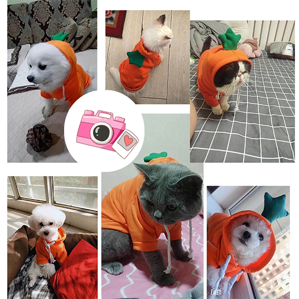 Cute Colorful Pet Clothing