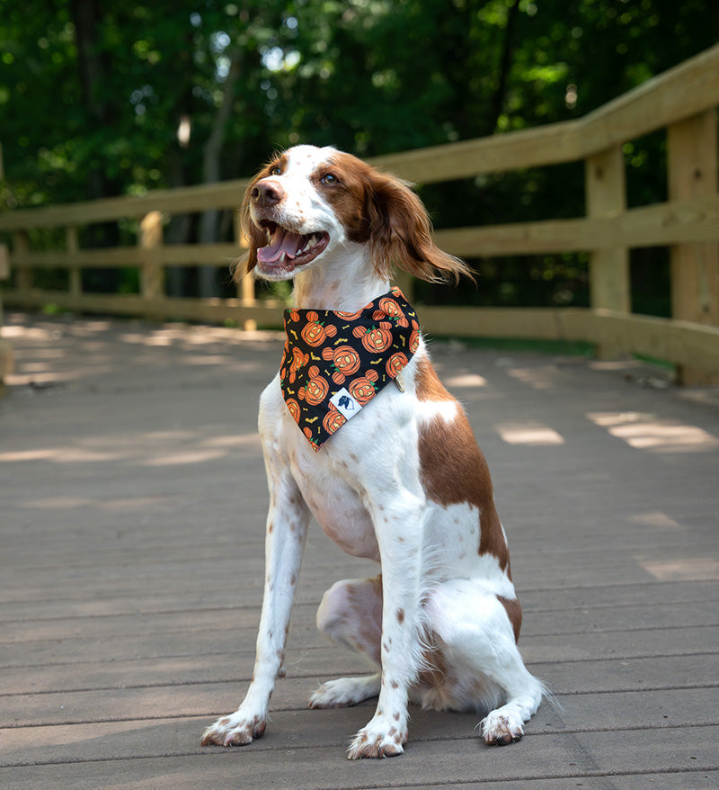 Fall Cookie Dog Bandana