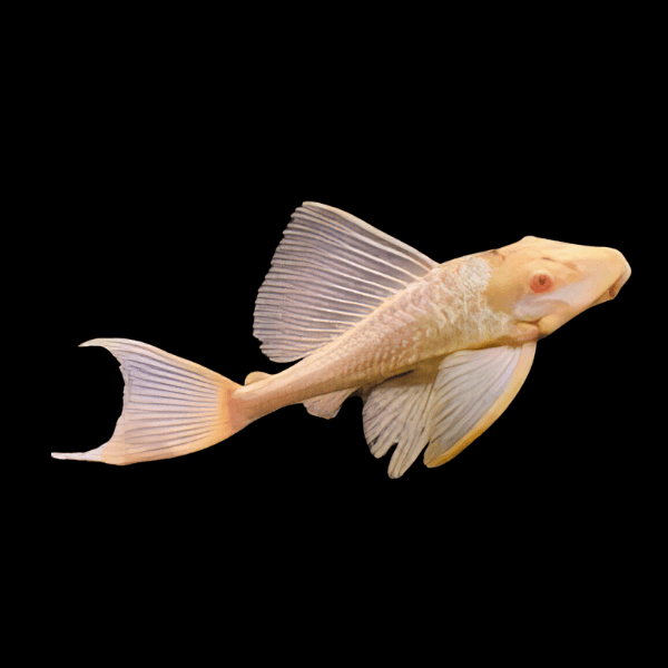 Albino Pleco (Ancistrus cf. cirrhosus)