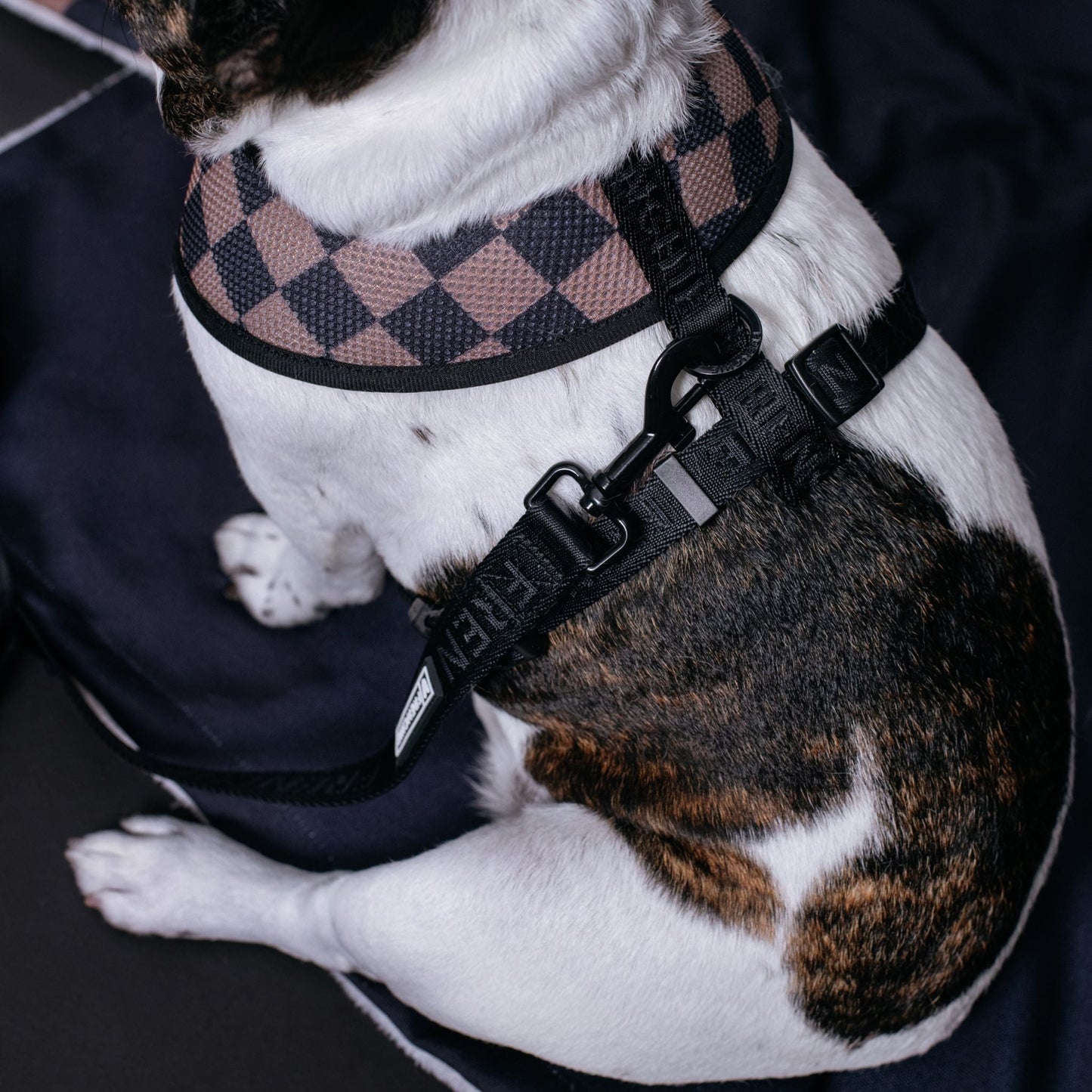 Frenchie Duo Reversible Harness - Solid Black