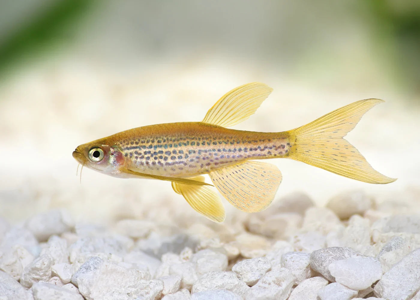 Leopard Danio