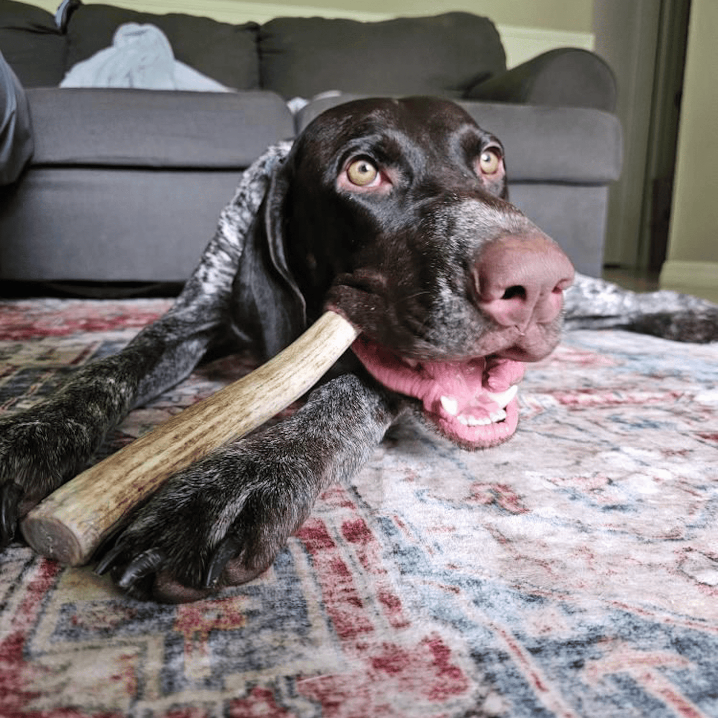 REINDEER ANTLERS FOR DOGS | ANTLER DOG CHEWS FOR AGGRESSIVE CHEWERS