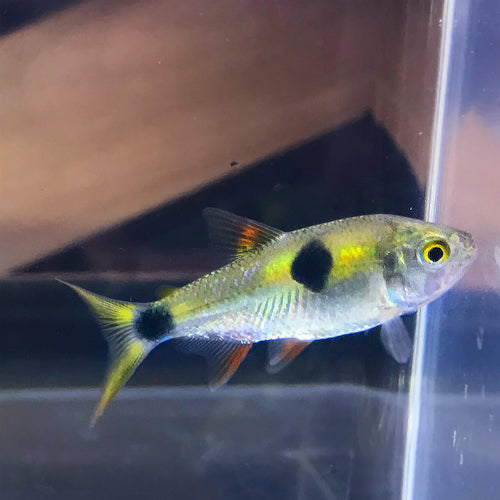 Bucktooth Tetra (Exodon paradoxus)
