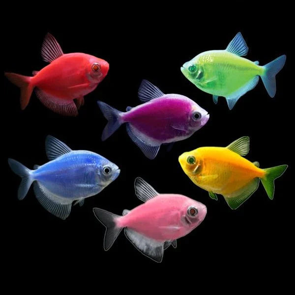 Glow Tetras