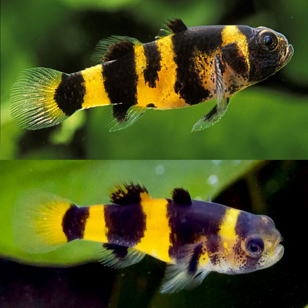 Bumble Bee Goby