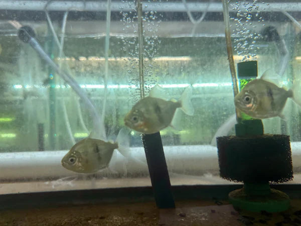 Black Bar Silver Dollar (Myleus schomburgkii) 3"