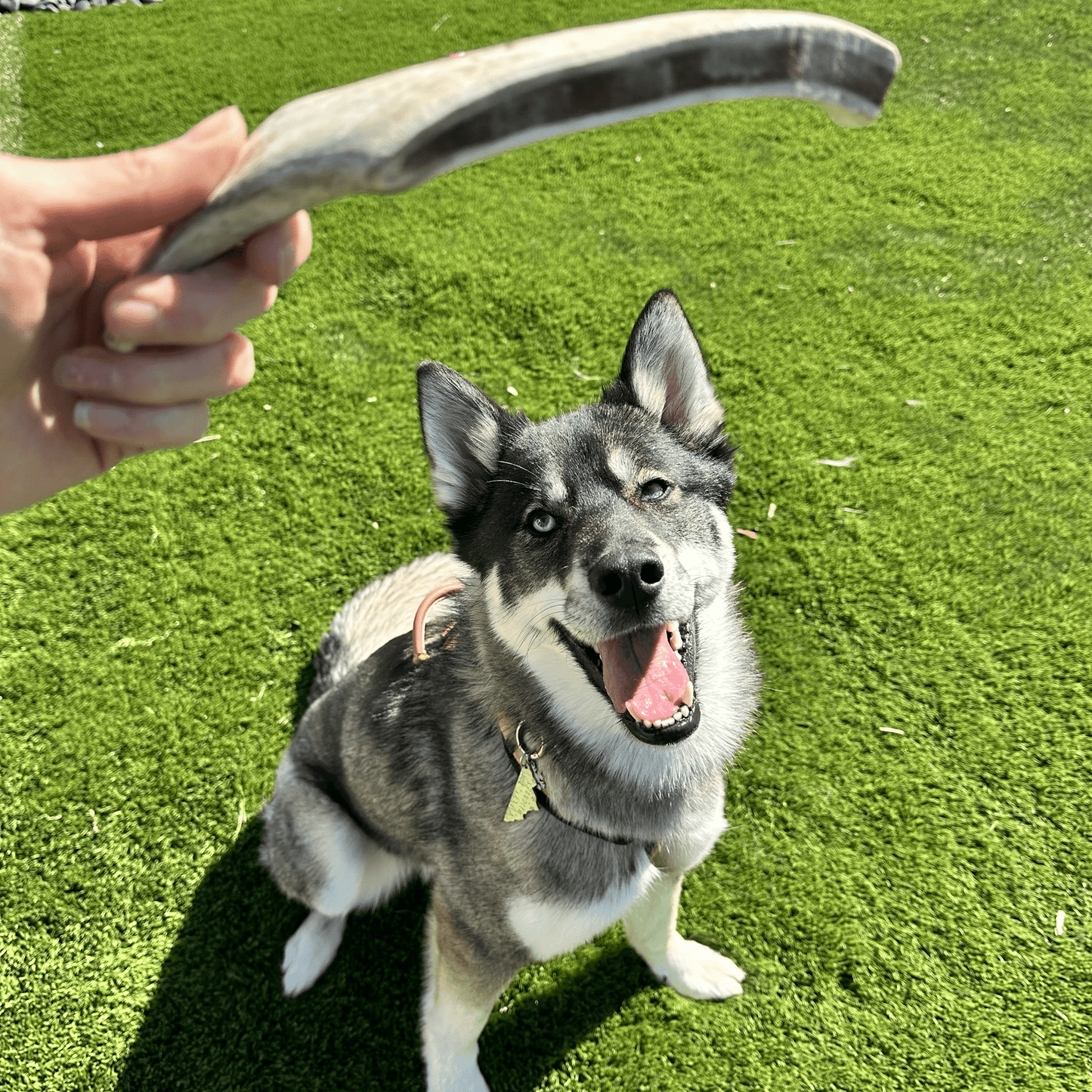REINDEER ANTLERS FOR DOGS | ANTLER DOG CHEWS FOR AGGRESSIVE CHEWERS