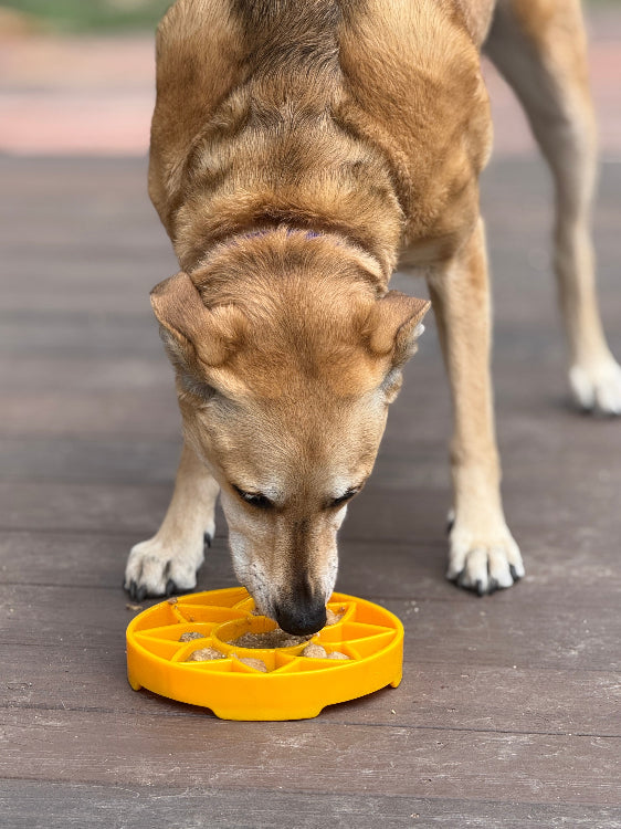 Sunflower Design eTray Enrichment Shallow Slow Feeder Dog Bowl