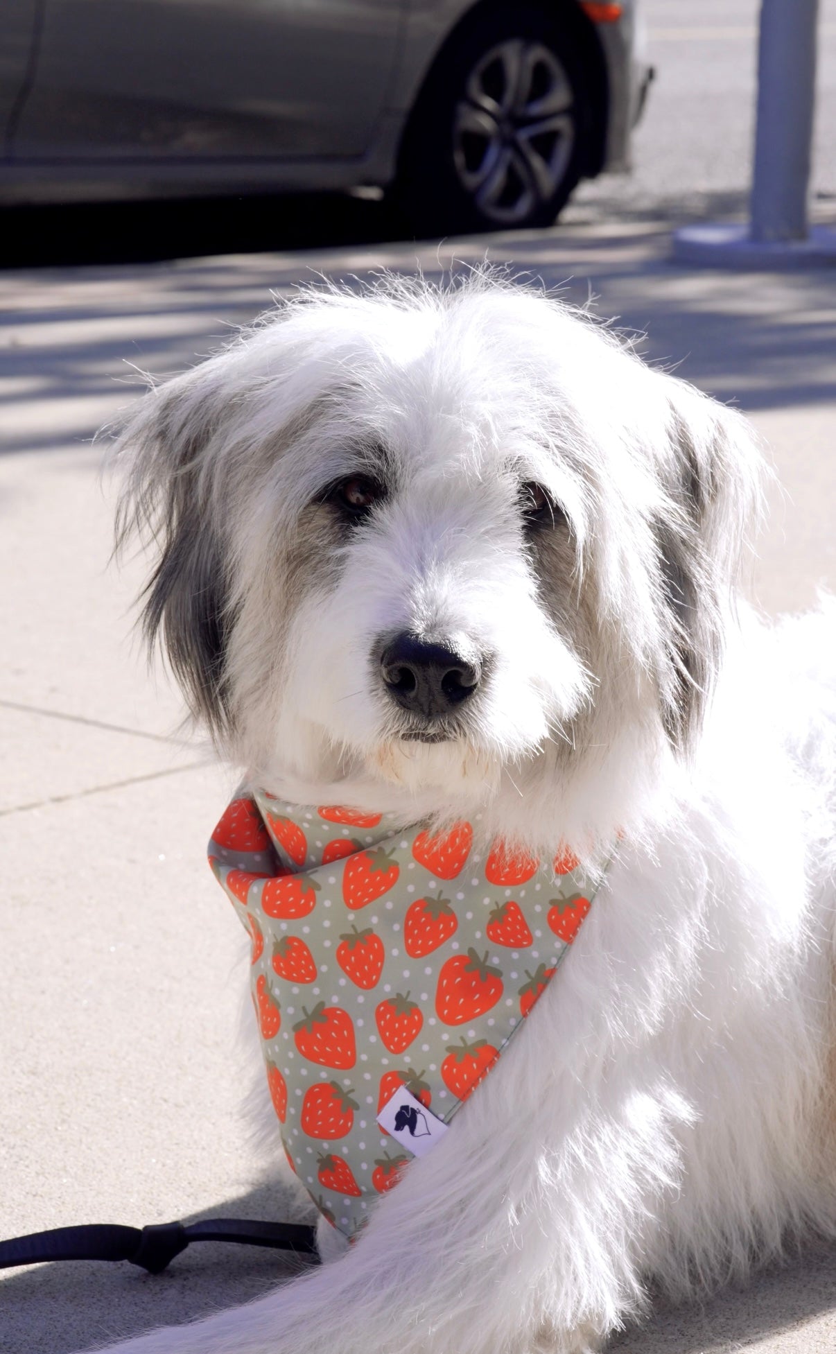 Watermelon & Strawberry Dog Bandana