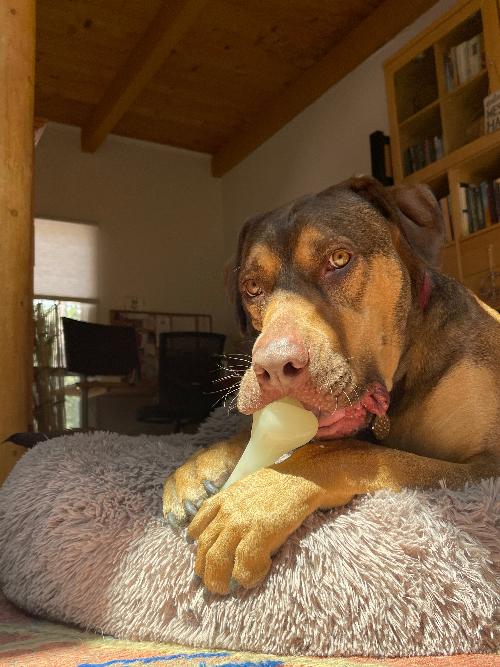 PUP-X Synthetic Rubber Chewing & Floating Bone Toy - Glow in the Dark
