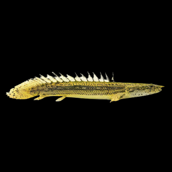Polypterus bichir lapradei 8"-10"