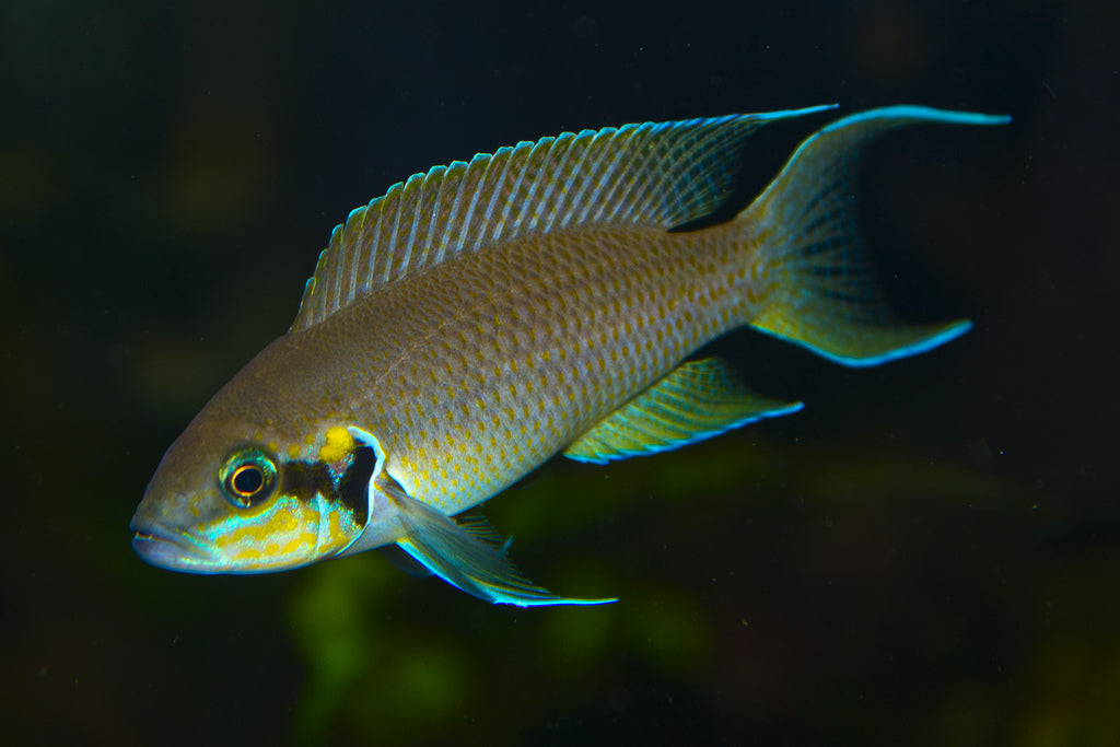Brichardi cichlid (Neolamprologus brichardi) 2"