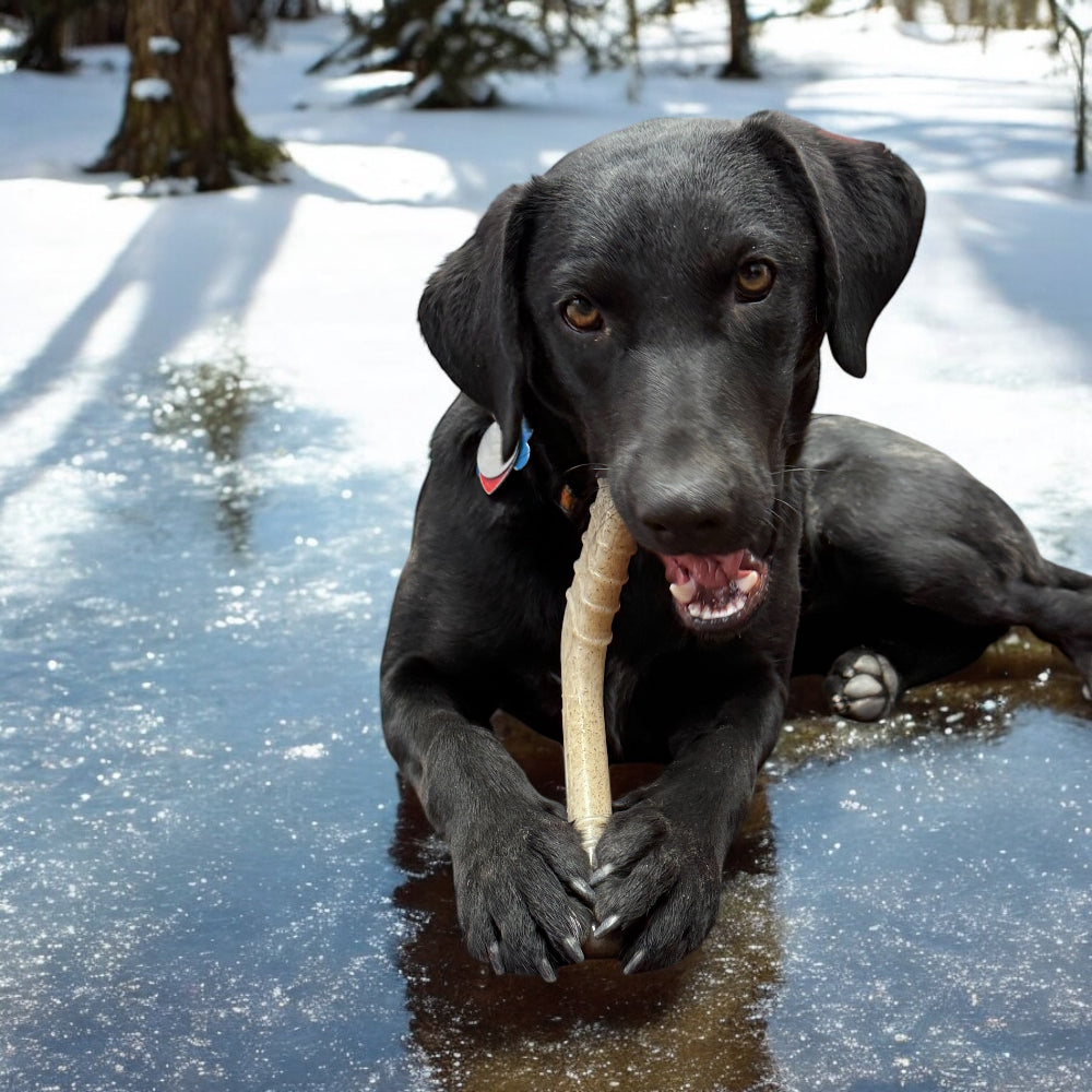 Hockey Stick Durable Nylon Chew Toy - Medium