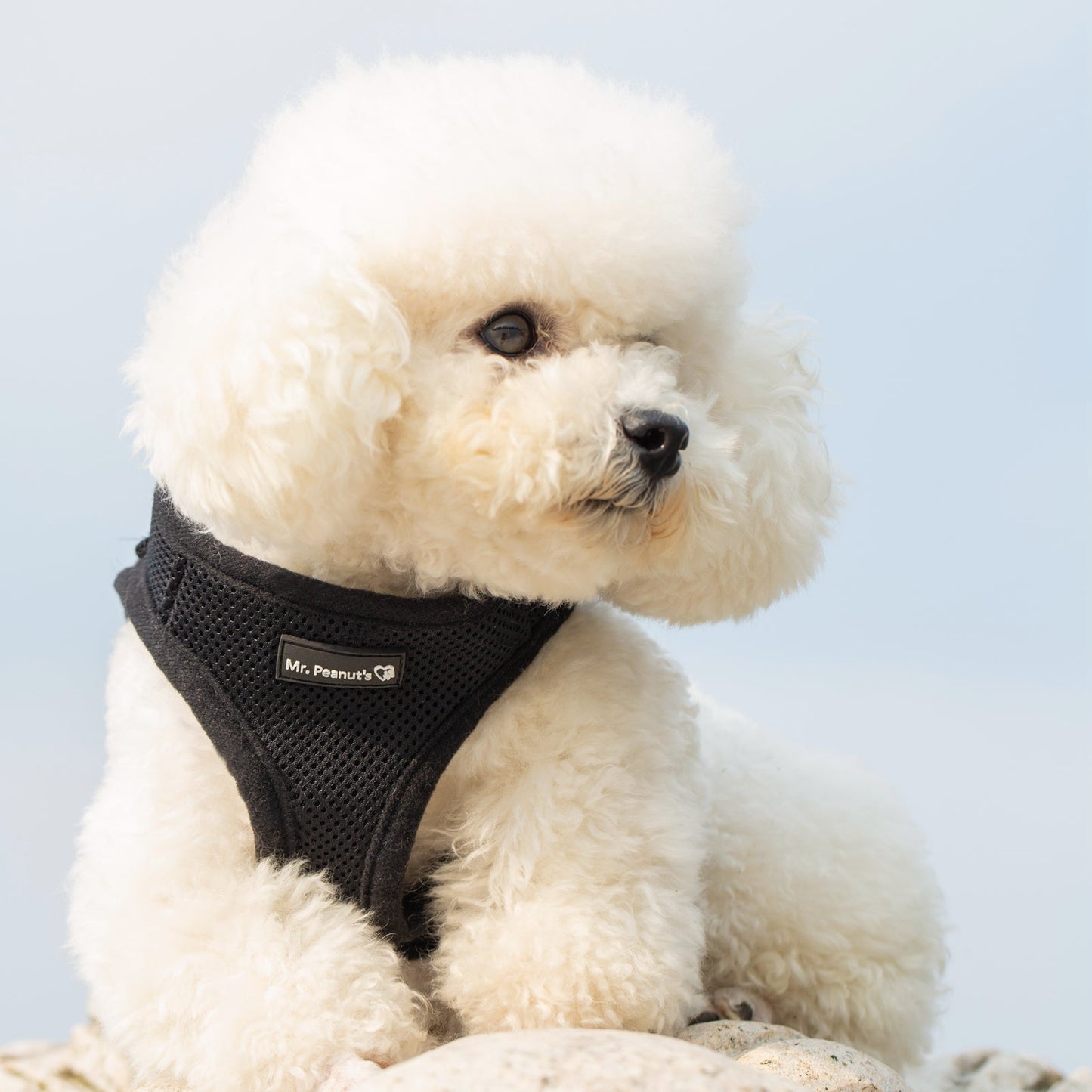 Mr. Peanut's PetTrek Soft Mesh Pet Harness with Matching Leash – Adjustable, Breathable, Choke-Free