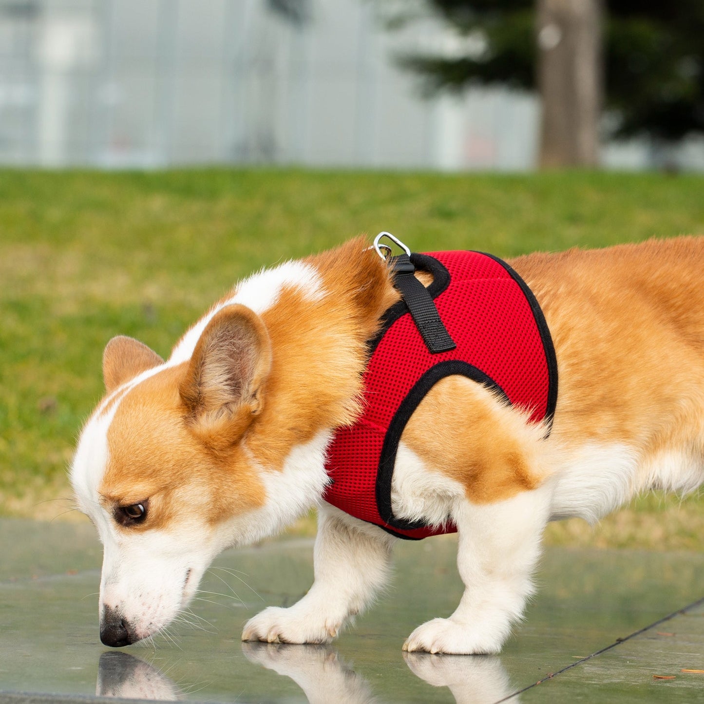 Mr. Peanut's PetTrek Soft Mesh Pet Harness with Matching Leash – Adjustable, Breathable, Choke-Free
