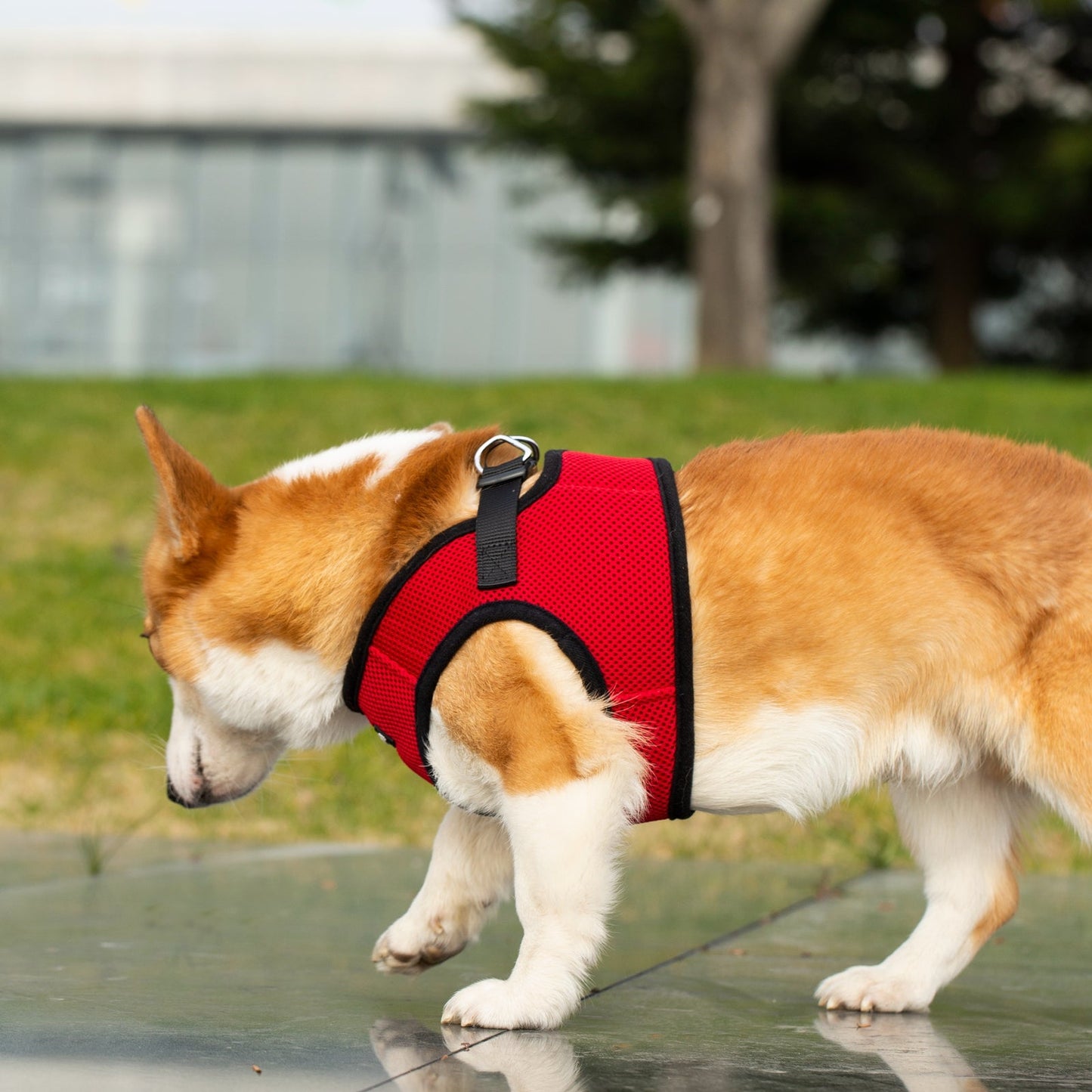 Mr. Peanut's PetTrek Soft Mesh Pet Harness with Matching Leash – Adjustable, Breathable, Choke-Free