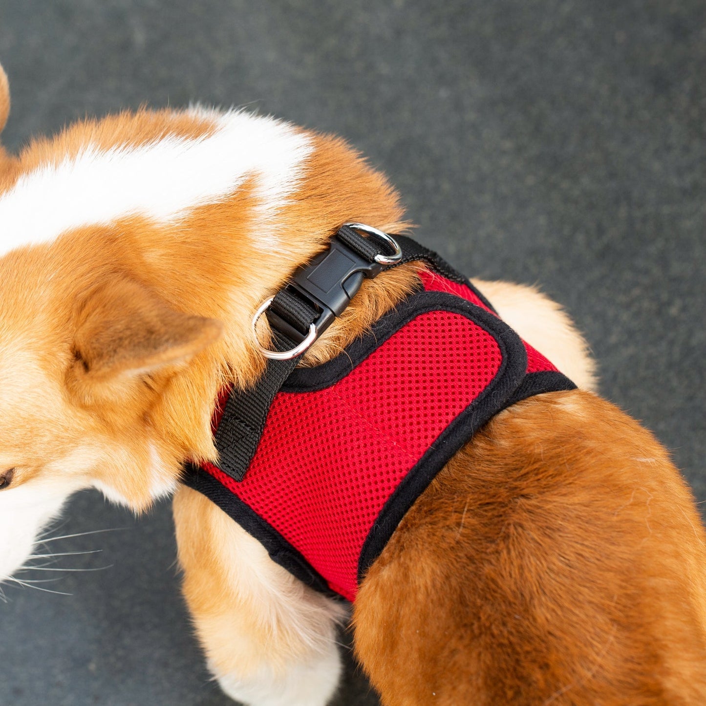 Mr. Peanut's PetTrek Soft Mesh Pet Harness with Matching Leash – Adjustable, Breathable, Choke-Free