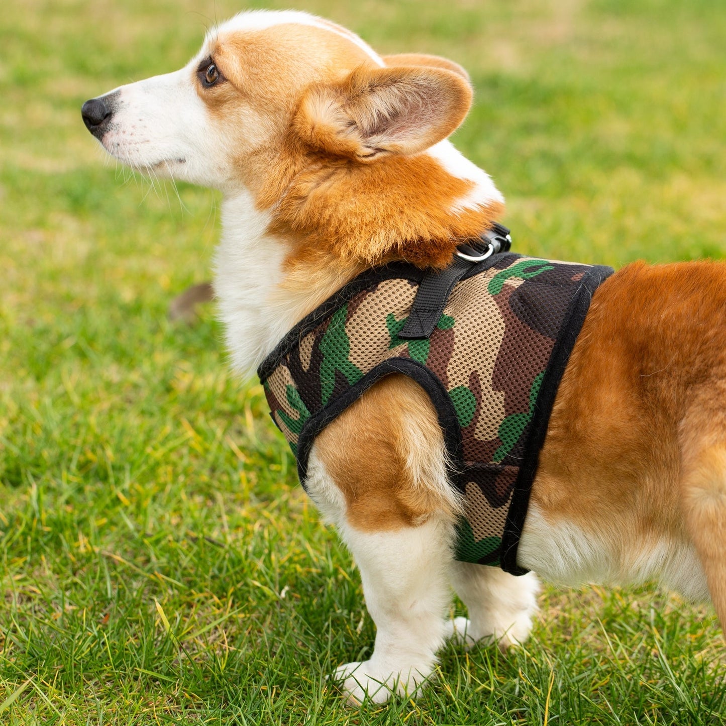 Mr. Peanut's PetTrek Soft Mesh Pet Harness with Matching Leash – Adjustable, Breathable, Choke-Free