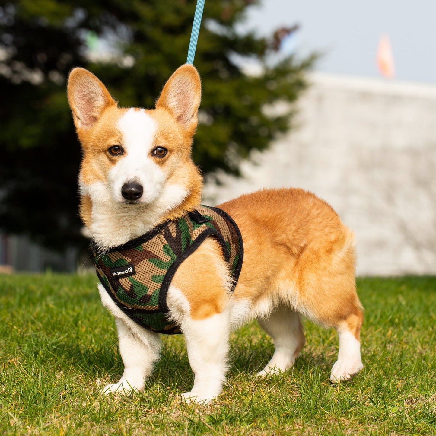 Mr. Peanut's PetTrek Soft Mesh Pet Harness with Matching Leash – Adjustable, Breathable, Choke-Free