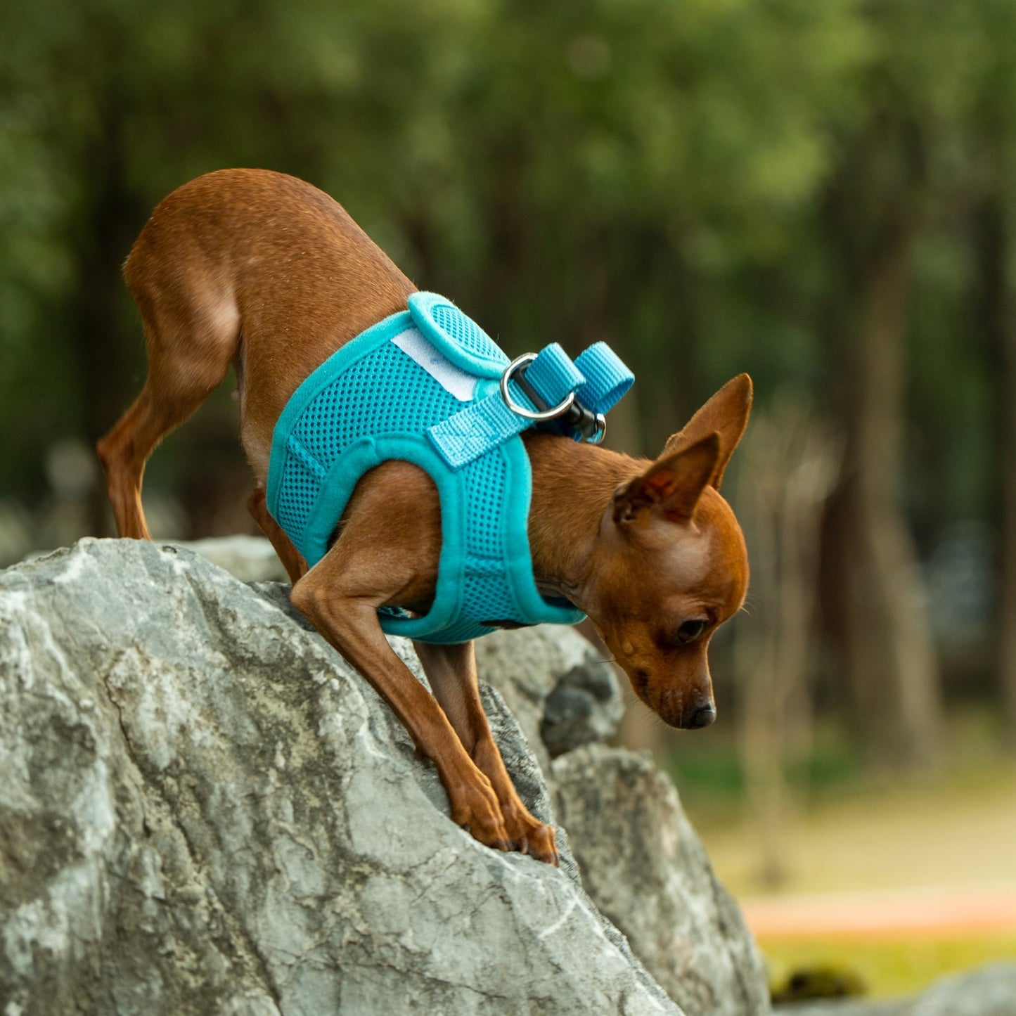 Mr. Peanut's PetTrek Soft Mesh Pet Harness with Matching Leash – Adjustable, Breathable, Choke-Free