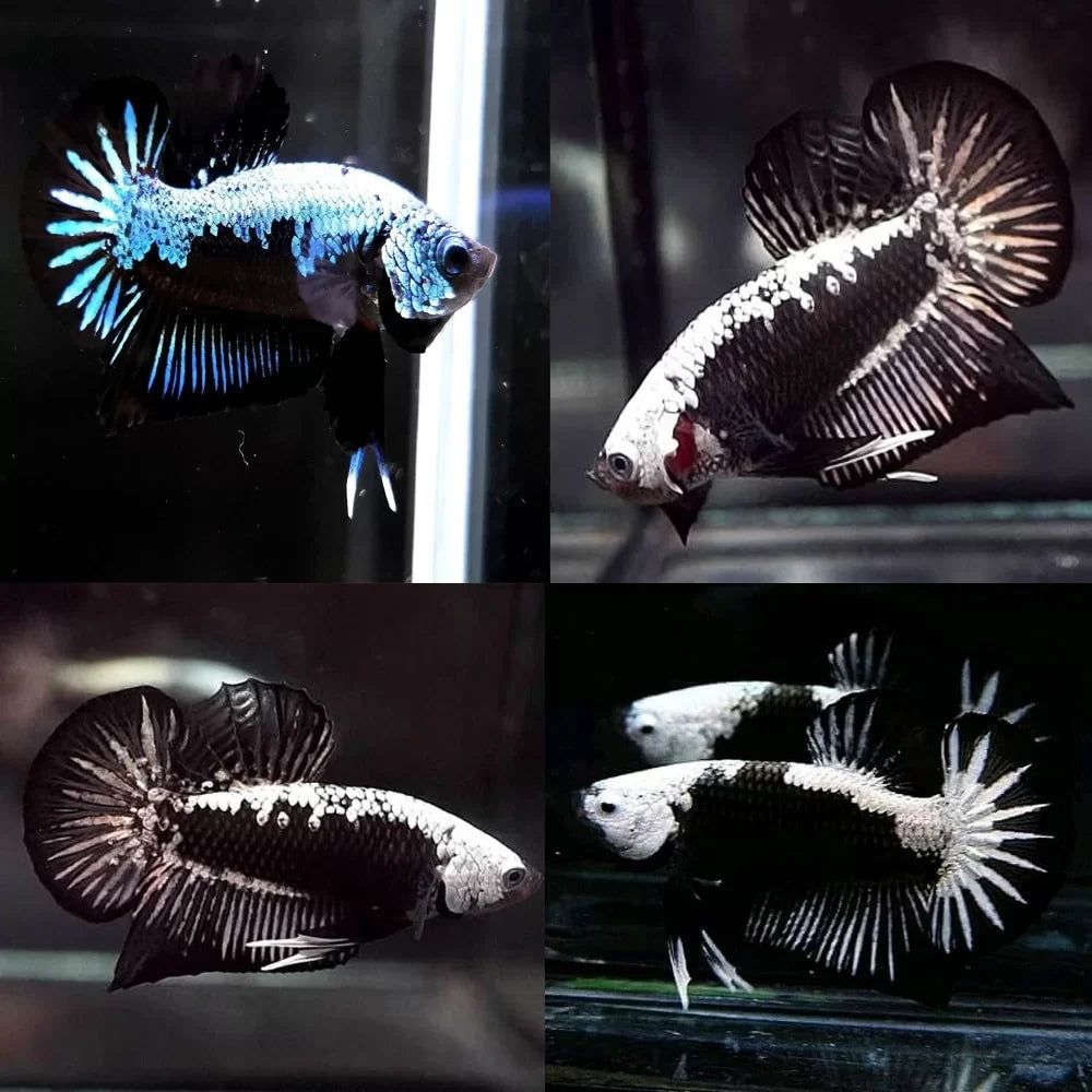 Betta Black Samurai (Male)