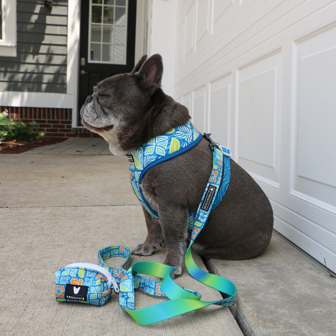 Frenchie Comfort Leash - Waikiki