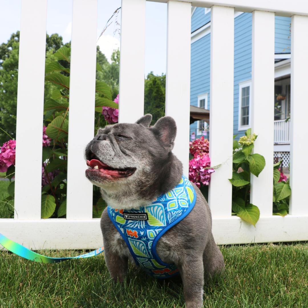 Frenchie Duo Reversible Harness - Waikiki