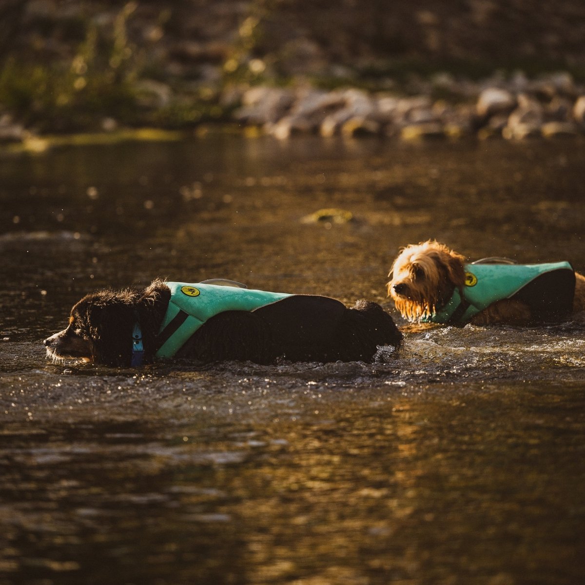 Body Glove Neoprene Pet Life Jacket