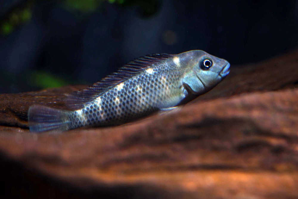 Buffalo Head Cichlid
