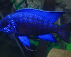 Blue Peacock Cichlid (Aulonocara nyassae)