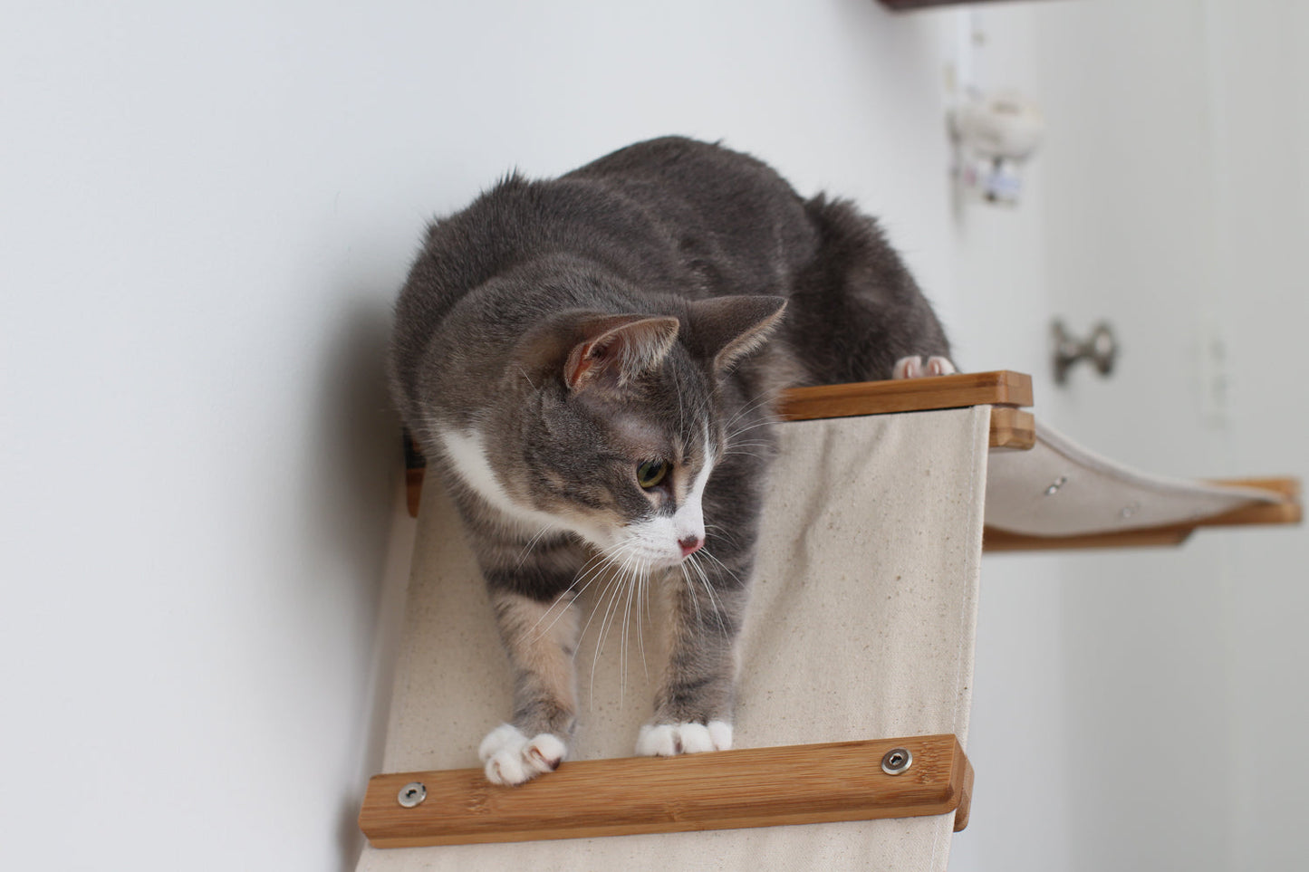 The Lift- Cat Hammock Bed