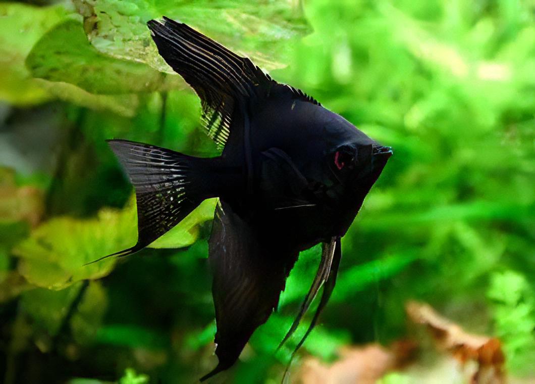Black Angelfish (Pterophyllum scalare "Black") MEDIUM