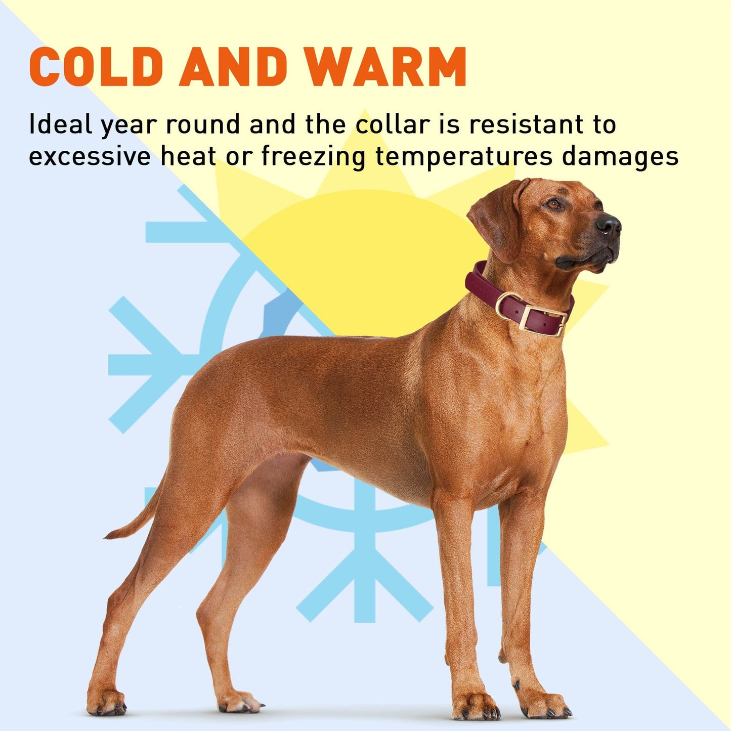 Viper Biothane Waterproof Dog Collar - Brass Hardware - 1.5in Wide - Size XXL (24" - 28")