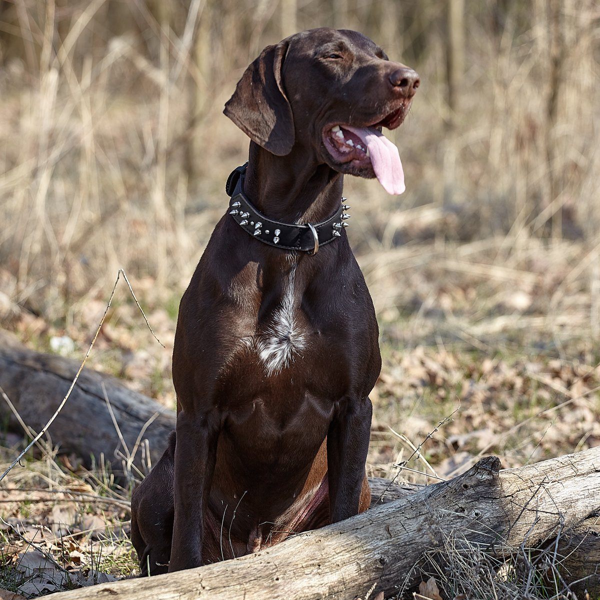 Leather + Nylon Spiked Dog Collar