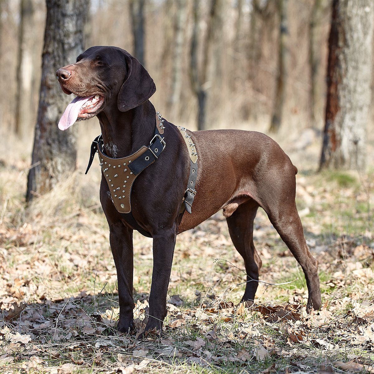 Leather + Nylon Spiked Dog Harness