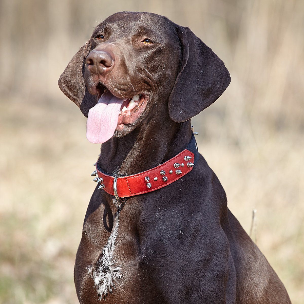 Leather + Nylon Spiked Dog Collar