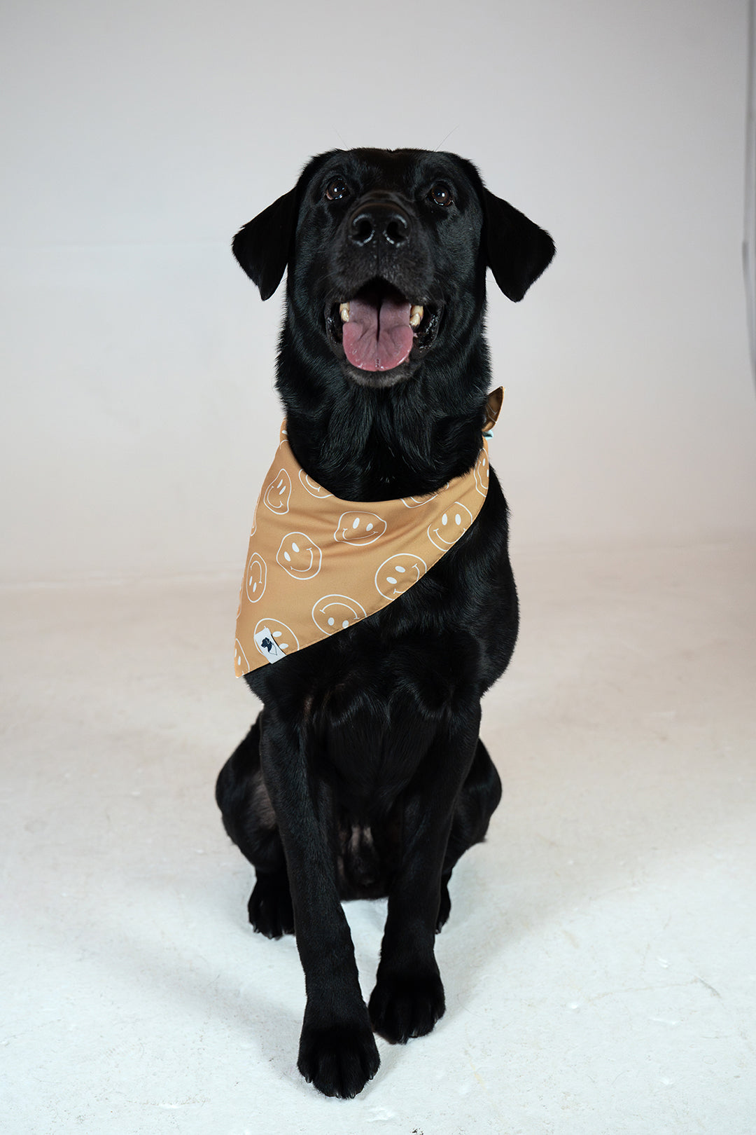 Smiles Dog Bandana