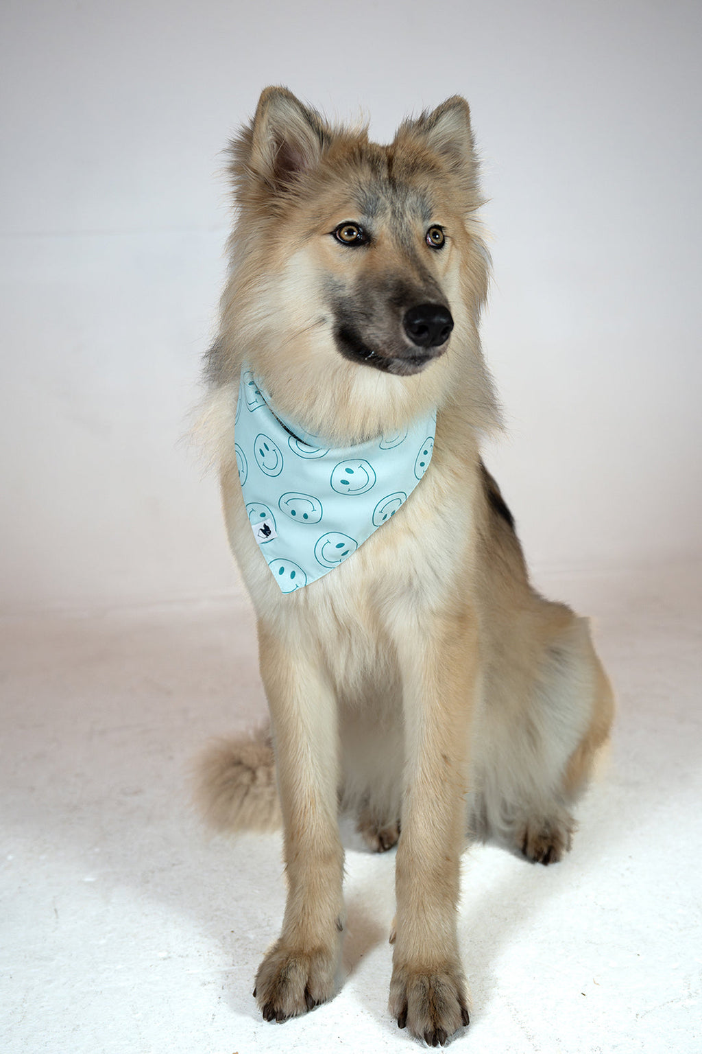 Smiles Dog Bandana