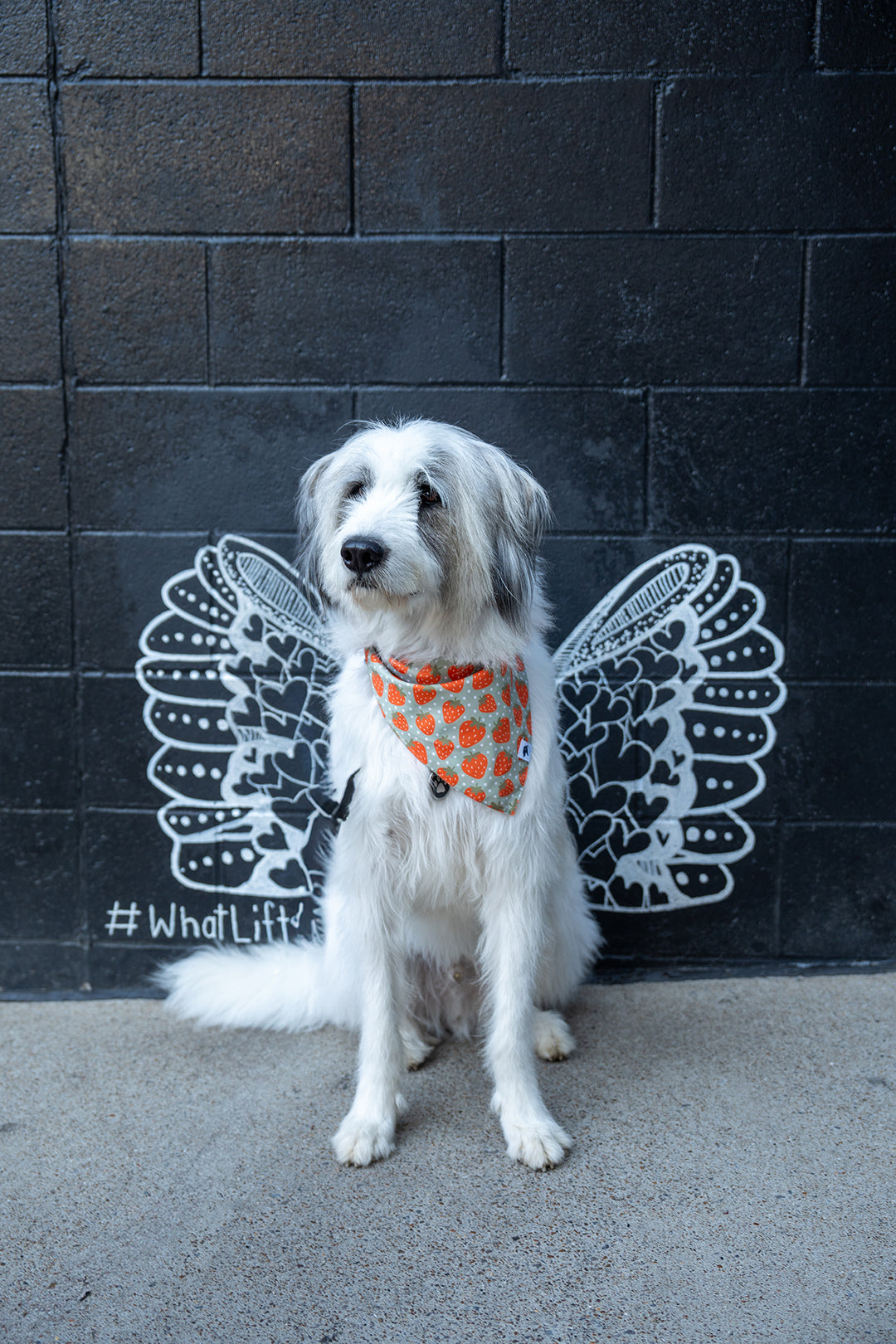 Watermelon & Strawberry Dog Bandana