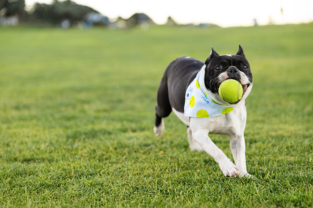 Ball Is Life Dog Bandana