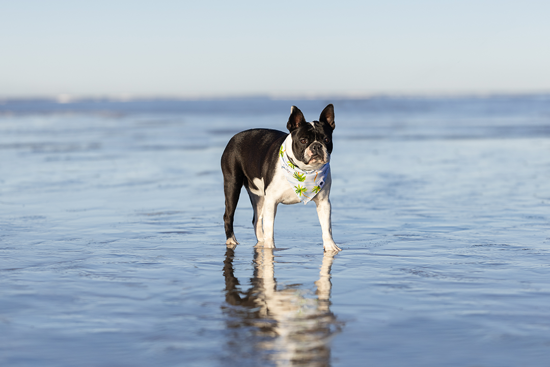 Shores Dog Bandana