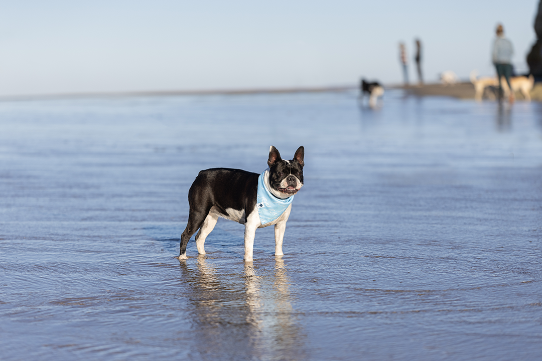 Shores Dog Bandana