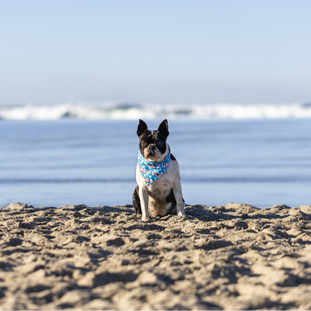 USA Dog Bandana