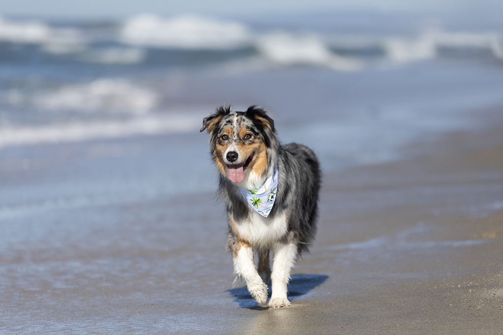 Shores Dog Bandana