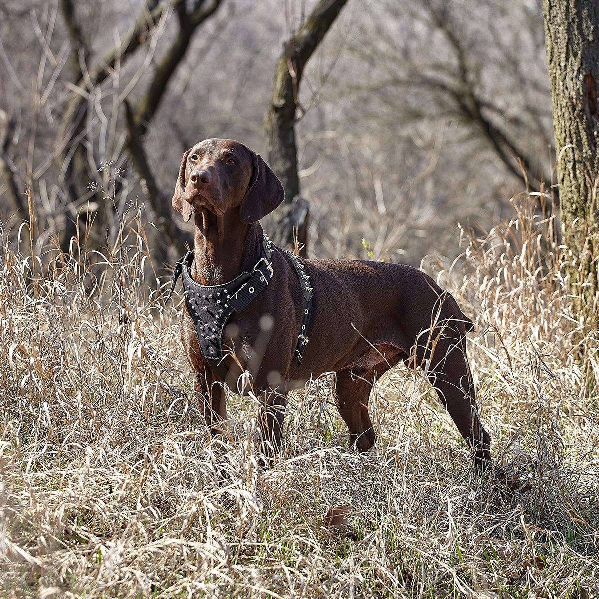 Leather + Nylon Spiked Dog Harness