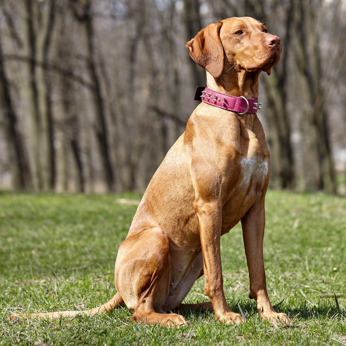Leather + Nylon Spiked Dog Collar