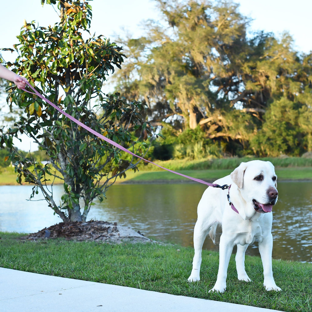 Biothane Waterproof Dog Leash, 4 ft