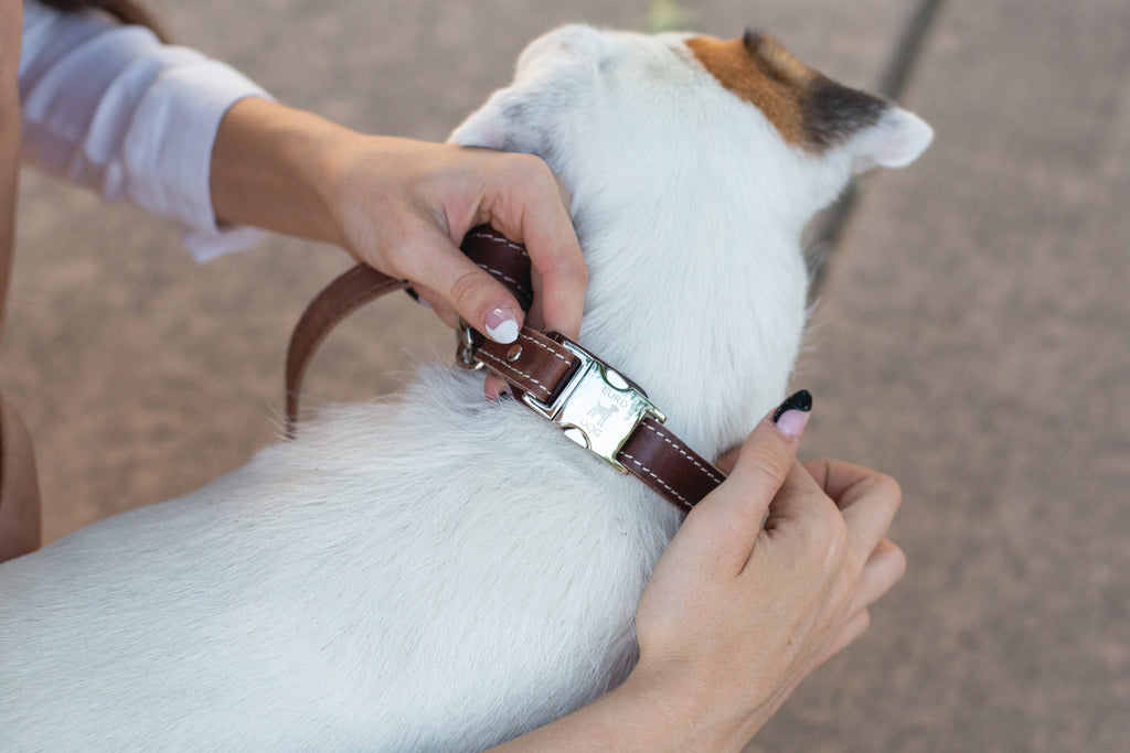 Pro Line Quick-Release Chocolate Leather Dog Collar with Metal Buckle